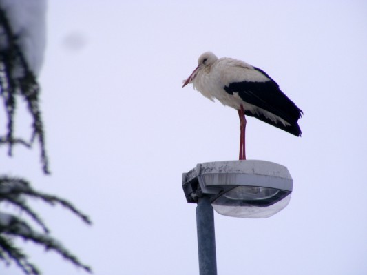 V snegu opazili že prve letošnje štorklje
